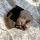 Puppi Merino Wool MINI OS Cover SIAMESE BLACK suchý zip