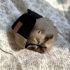 Puppi Merino Wool MINI OS Cover SIAMESE BLACK suchý zip